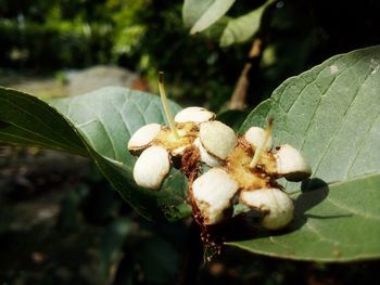 Close-up of insect on plant