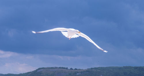 Low angle view of seagull flying in sky