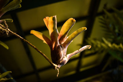 Close-up of flower buds