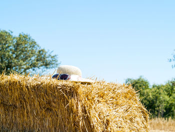 Close-up of grass on field against clear sky