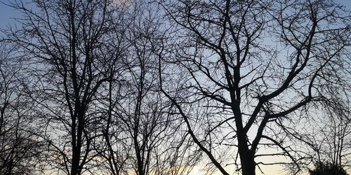 Low angle view of bare trees against sky