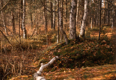 Scenic view of forest