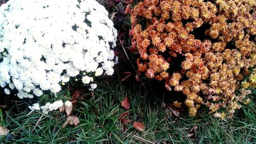 Flowers growing in field