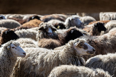 The sheep peacefully graze in the pen. a lot of beautiful lambs. the rays of the sun illuminate.