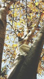Low angle view of trees