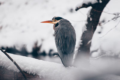 Close-up of bird perching on branch