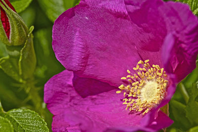 Close-up of pink flowers