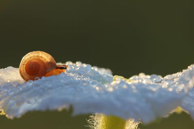 Close-up of snail on plant