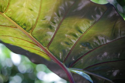 Close-up of green leaves