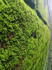 Close-up of moss covered tree trunk