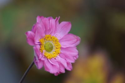 Close-up of pink flower