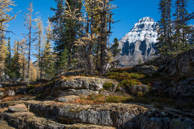 Trees growing on rocks against sky