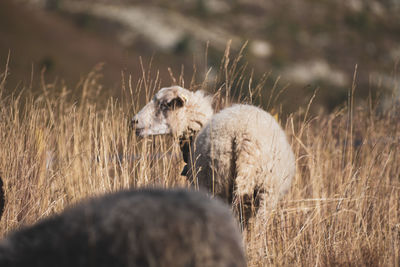 Sheep in a field