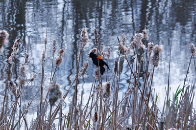 View of a bird on snow covered land