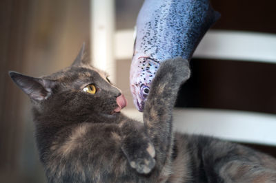 Cat and colourful fish toy