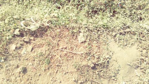 High angle view of plants on field