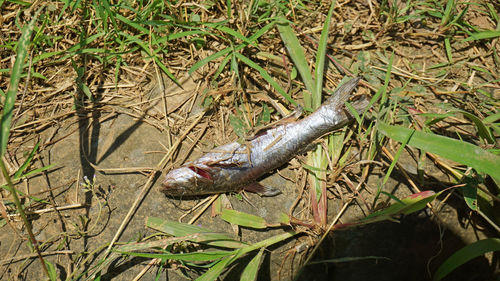 High angle view of lizard on field