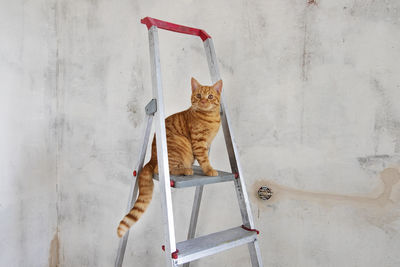 Portrait of white cat on ladder against wall