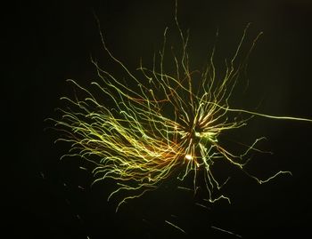 Close-up of firework display against black background