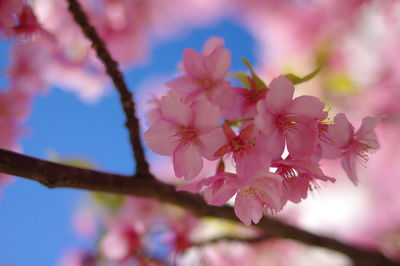 Close-up of pink cherry blossom