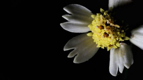 Close-up of white flower against black background