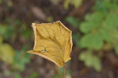 Close-up of dry leaf against blurred background