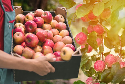 Midsection of man picking apples