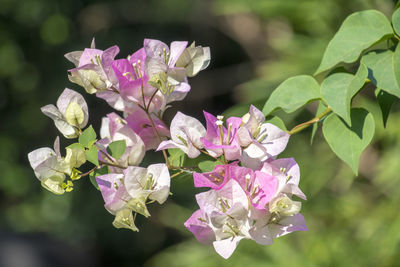 Close-up of pink rose flowers