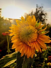 Close-up of sunflower on field against sky