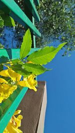 Low angle view of yellow flowering plant against blue sky