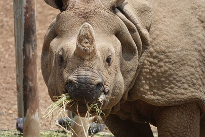 Close-up of elephant