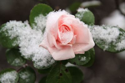 Close-up of pink rose flower