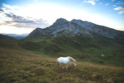 White horse on field against mountain range