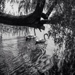 Reflection of trees in lake