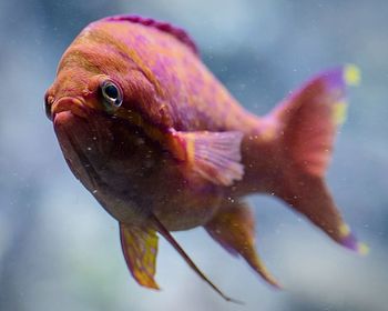 Close-up of fish swimming in water