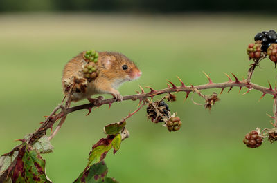 Close-up of squirrel perching on branch