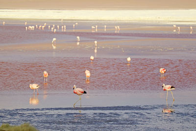 Flock of birds on beach