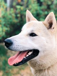 Close-up of a dog looking away