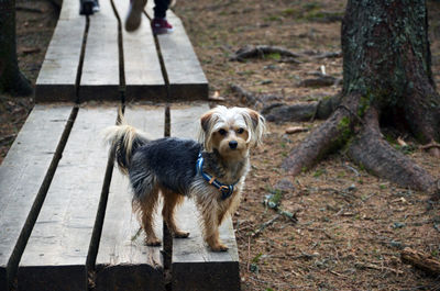 Portrait of dog