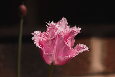 Close-up of pink rose flower