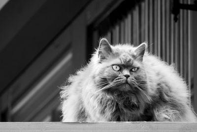 Close-up portrait of cat