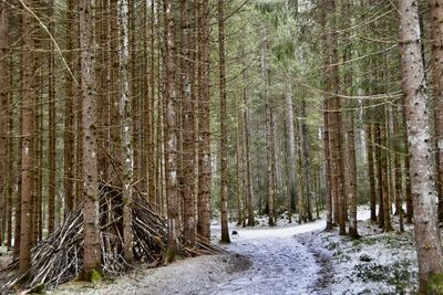 Snow on ways in forest