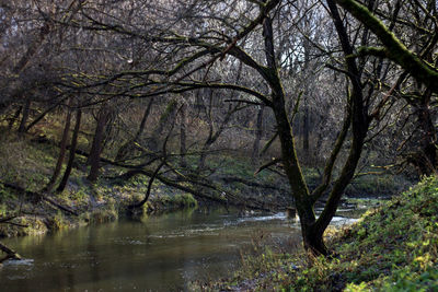 Trees by river in forest