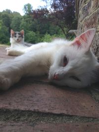 Close-up of cat outdoors