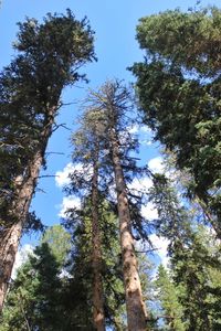 Low angle view of tree against sky
