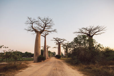 Trees on field against clear sky