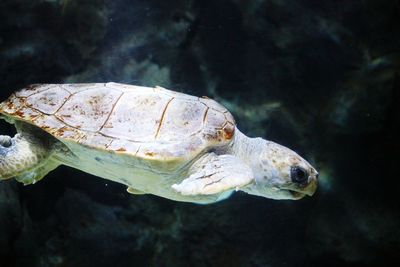 Close-up of turtle in water