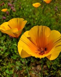 Close-up of yellow flower