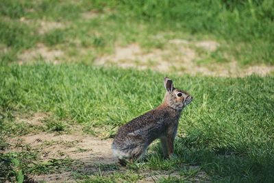 Side view of a reptile on a field