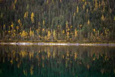 Scenic view of lake in forest